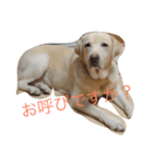 あたしんちの犬（個別スタンプ：8）
