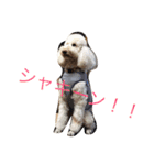 あたしんちの犬（個別スタンプ：9）