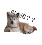 あたしんちの犬（個別スタンプ：10）