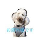 あたしんちの犬（個別スタンプ：11）