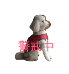 あたしんちの犬（個別スタンプ：12）
