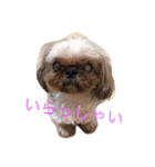あたしんちの犬（個別スタンプ：13）