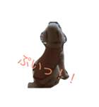 あたしんちの犬（個別スタンプ：14）