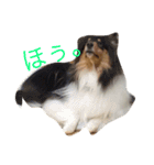 あたしんちの犬（個別スタンプ：15）