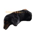 あたしんちの犬（個別スタンプ：16）