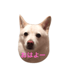カレンの愉快な一日（個別スタンプ：1）