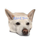 カレンの愉快な一日（個別スタンプ：4）