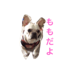 ももちゃんのスタンプ（個別スタンプ：4）
