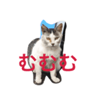 近所のにゃんこ（個別スタンプ：2）