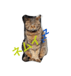 近所のにゃんこ（個別スタンプ：3）