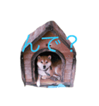 相打ちする犬（個別スタンプ：1）