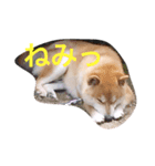 相打ちする犬（個別スタンプ：2）