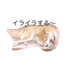 相打ちする犬（個別スタンプ：3）