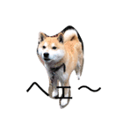 相打ちする犬（個別スタンプ：4）