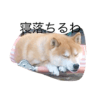相打ちする犬（個別スタンプ：6）