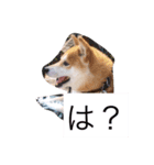 相打ちする犬（個別スタンプ：7）