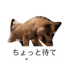 相打ちする犬（個別スタンプ：8）