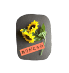 さんふらわー1（個別スタンプ：1）