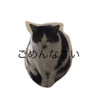 KURO to TOTO（個別スタンプ：3）
