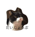 KURO to TOTO（個別スタンプ：4）
