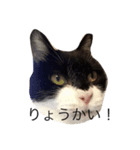 KURO to TOTO（個別スタンプ：5）