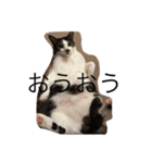 KURO to TOTO（個別スタンプ：6）