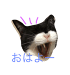 KURO to TOTO（個別スタンプ：8）