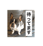 フレブルパイド、オチョの日常Vo.1（個別スタンプ：6）