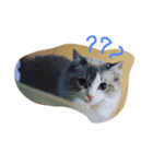 どやネコ（個別スタンプ：4）