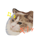 どやネコ（個別スタンプ：5）