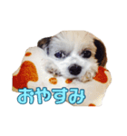 我が家のハッピーちゃん♡（個別スタンプ：1）