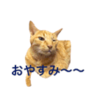 猫のチャロ（個別スタンプ：2）