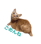猫のチャロ（個別スタンプ：4）