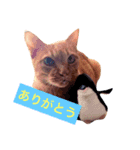 猫のチャロ（個別スタンプ：5）