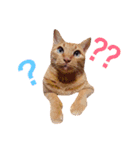 猫のチャロ（個別スタンプ：6）