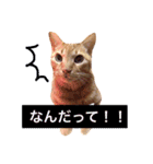 猫のチャロ（個別スタンプ：7）