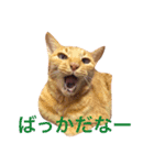 猫のチャロ（個別スタンプ：8）