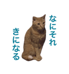 猫のチャロ（個別スタンプ：11）