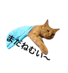 猫のチャロ（個別スタンプ：14）