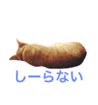 猫のチャロ（個別スタンプ：15）