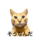 猫のチャロ（個別スタンプ：16）
