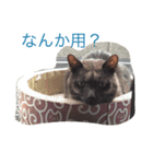 家猫クロちゃん（個別スタンプ：2）