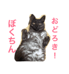 家猫クロちゃん（個別スタンプ：3）