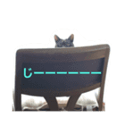 家猫クロちゃん（個別スタンプ：4）