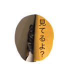 家猫クロちゃん（個別スタンプ：5）