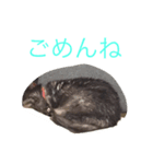 家猫クロちゃん（個別スタンプ：7）