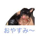 家猫クロちゃん（個別スタンプ：8）