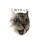 猫になりたいあなたへ（個別スタンプ：1）