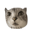 猫になりたいあなたへ（個別スタンプ：2）