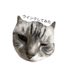 猫になりたいあなたへ（個別スタンプ：4）